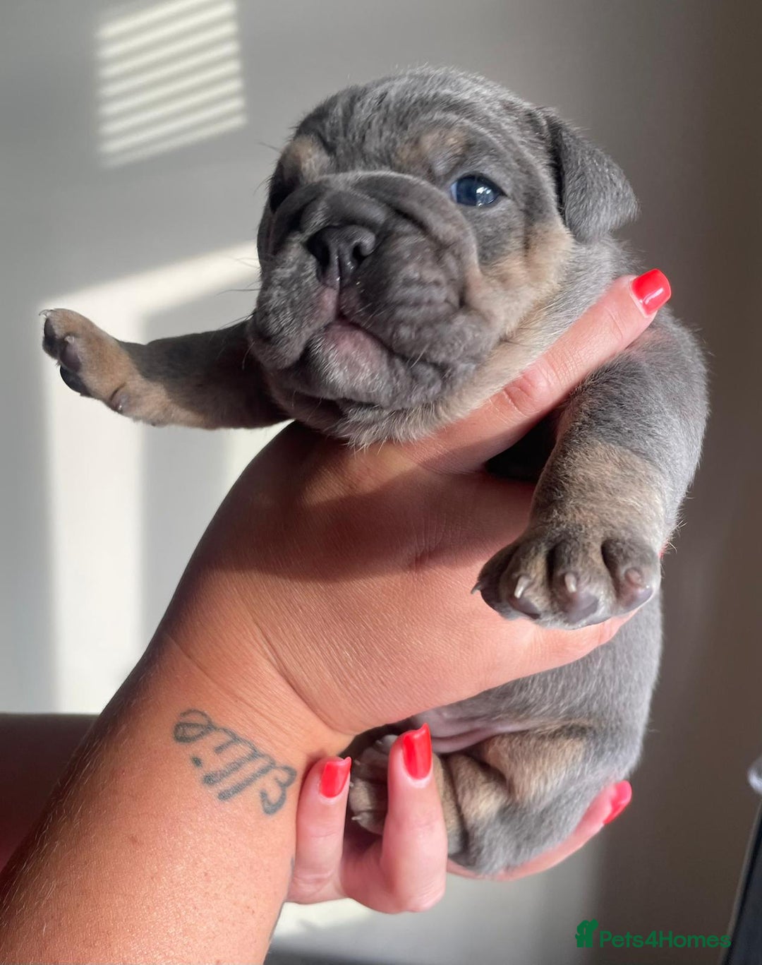 Old Tyme Bulldog dogs for sale: New English bulldogs available  - Image 19