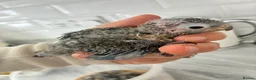 Conures birds for sale: Crimson bellied conures hand reared silly tame!  - Advert 2