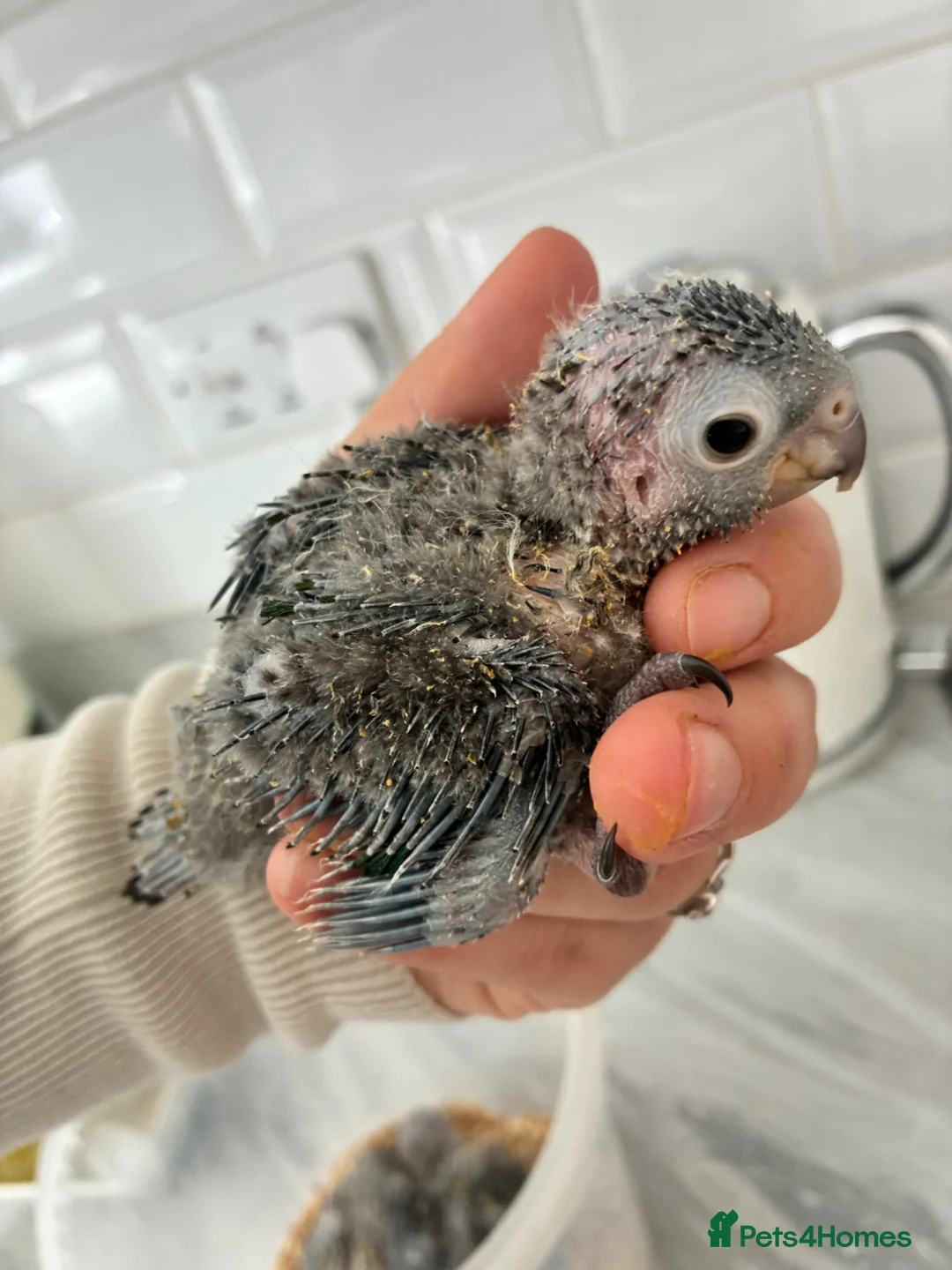 Conures birds for sale: Crimson bellied conures hand reared silly tame!  - Advert 2