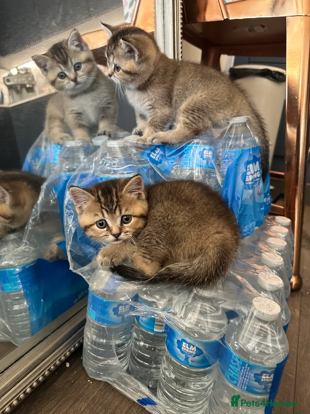 British Shorthair cats for sale: Cinnamon X Golden British Shorthairs - Advert 6