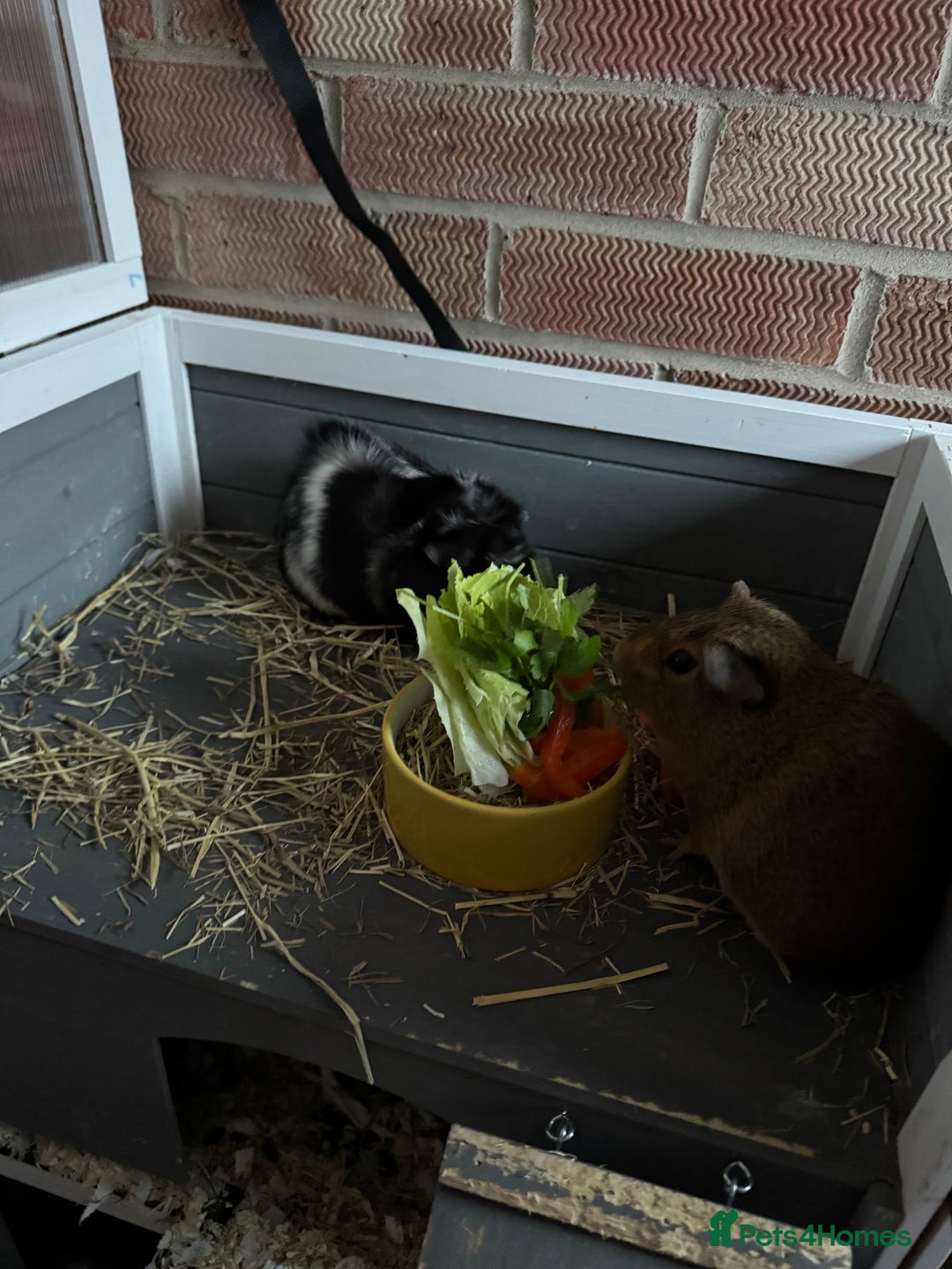 Guinea Pig rodents for sale: 2 x female guinea pigs - Advert 1