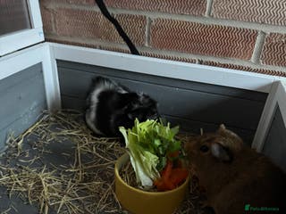 Guinea Pig rodents 2 x female guinea pigs - Advert 18