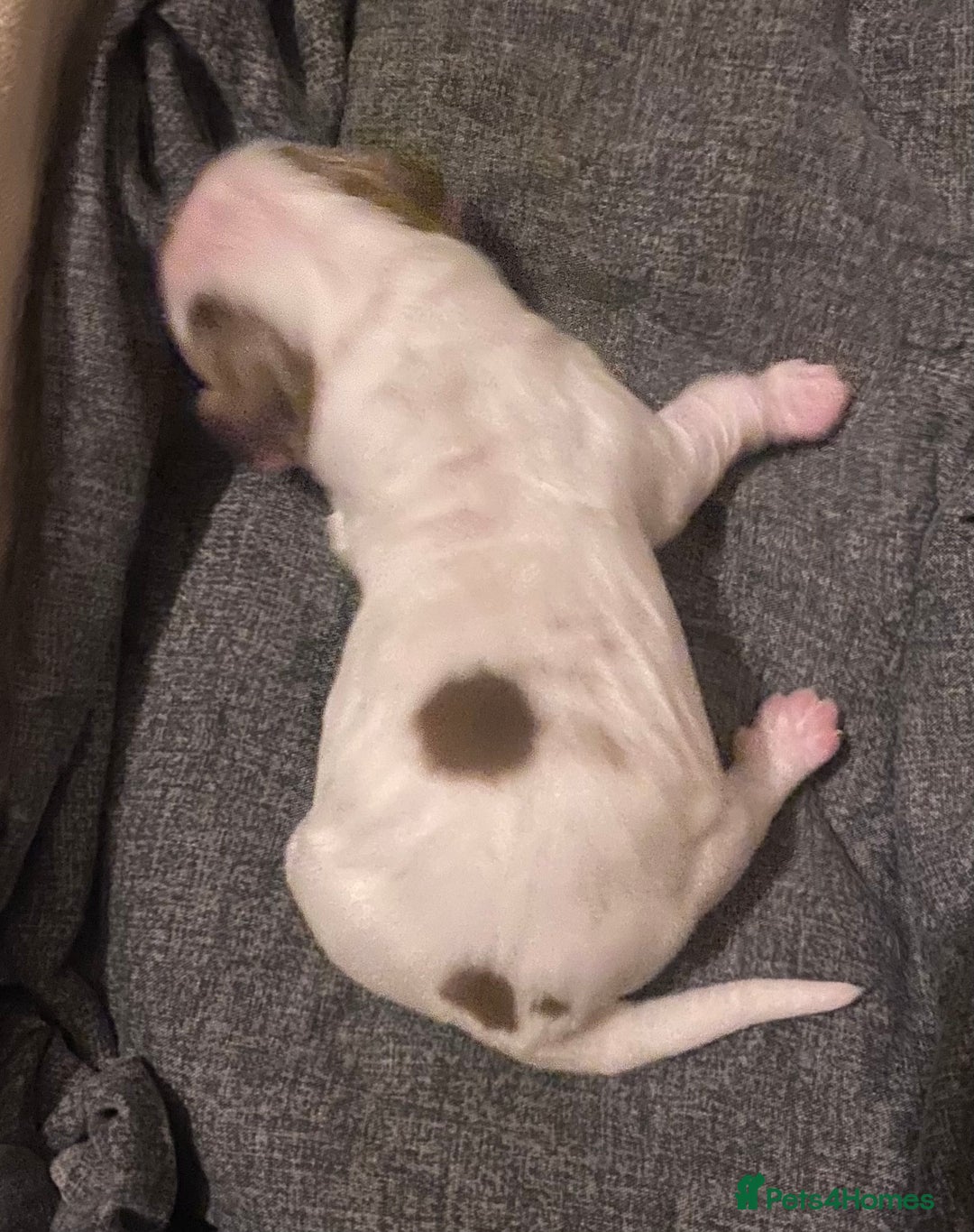 Cocker Spaniel dogs for sale: ‘Show Type’ Cocker Spaniel Puppies. KC Registered. - Advert 23