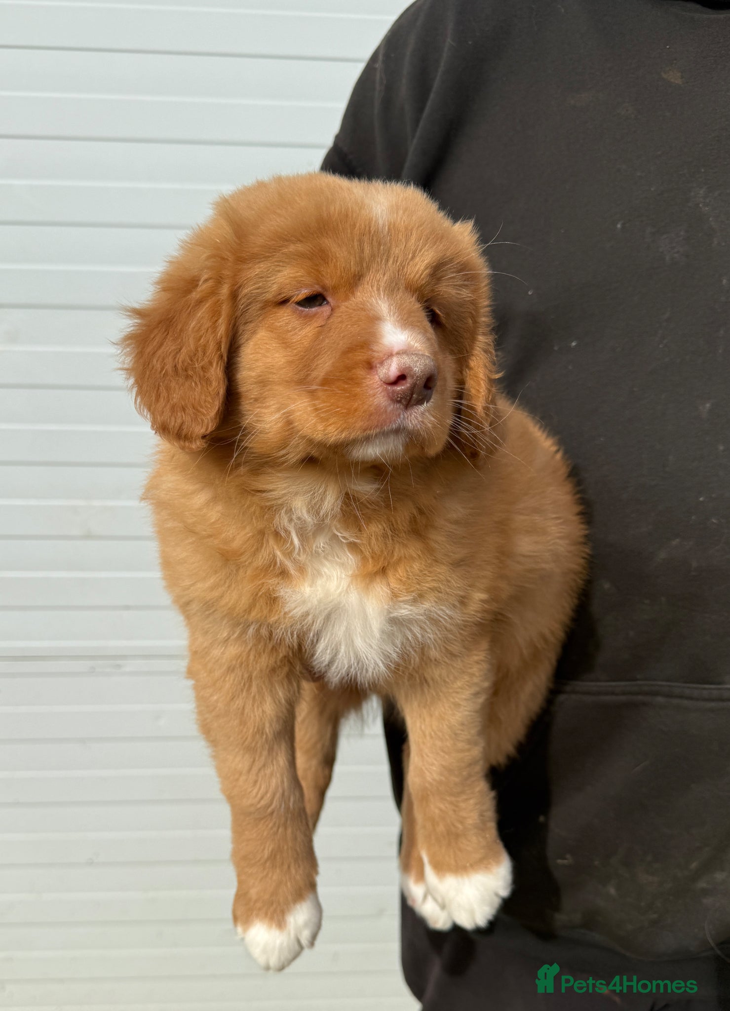 Nova Scotia Duck Tolling Retriever dogs Beautiful kc reg Nova Scotia puppies  - Advert 1