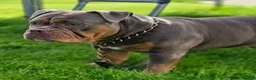 Olde English Bulldogge dogs for stud: NEBBR REGISTERED OLDE ENGLISH BULLDOGGE STUD - Advert 7