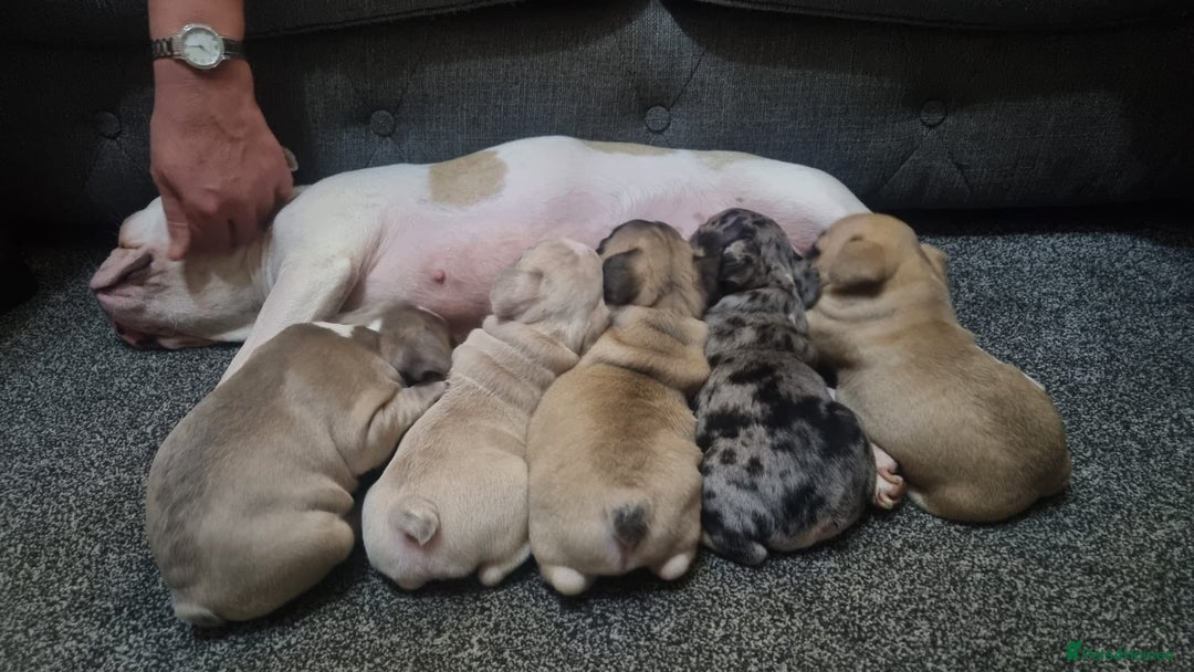 French Bulldog dogs for sale: DWKC Registered Puppies – Health Tested  - Advert 15