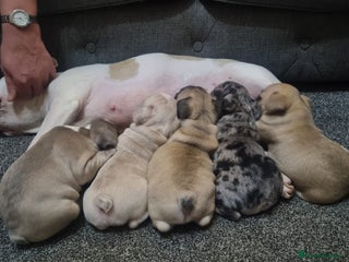 French Bulldog dogs DWKC Registered Puppies – Health Tested - Advert 8