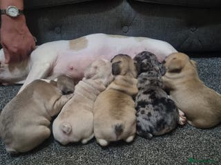 French Bulldog dogs DWKC Registered Puppies – Health Tested - Advert 7