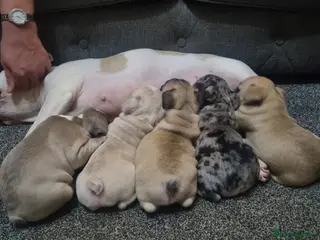 French Bulldog dogs DWKC Registered Puppies – Health Tested - Advert 21