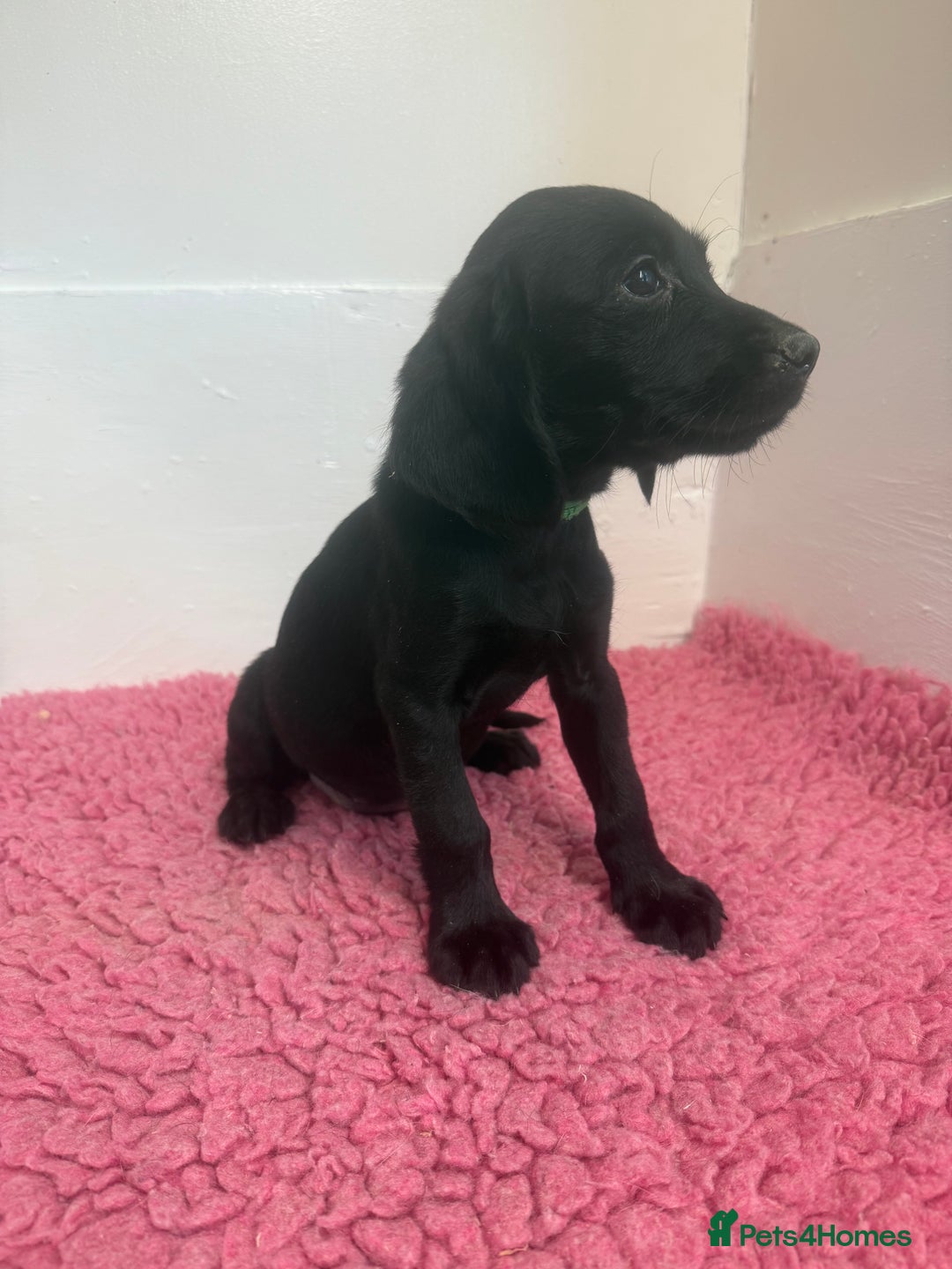 Cockerdor dogs for sale: Gorgeous Cockador Girls - Image 9