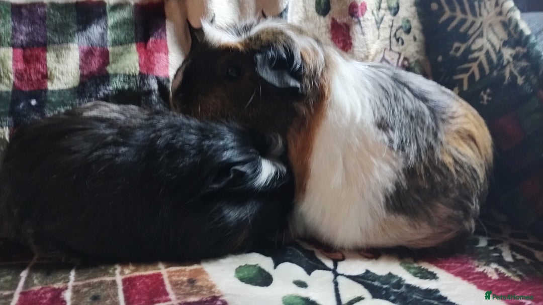 Guinea Pig rodents for sale: Mother and daughter pair of female guinea pigs  - Advert 6