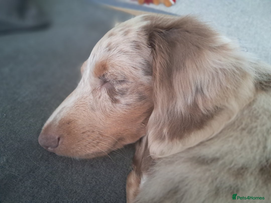 Dachshund dogs for sale: Miniature daschund boy  - Advert 9