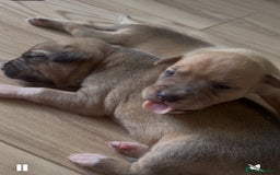 Mixed Breed dogs for sale: Puppies for Sale  - Image 1