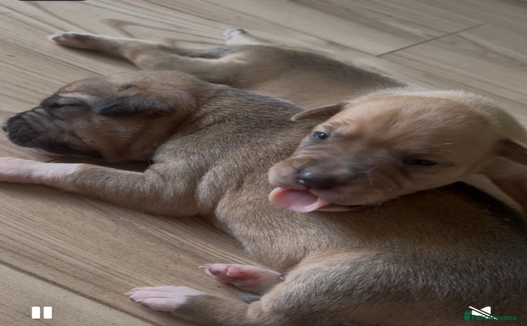 Mixed Breed dogs - Advert 9