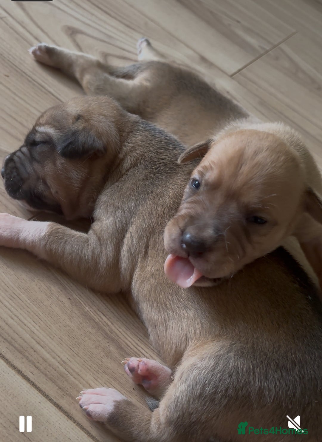 Mixed Breed dogs for sale: Puppies for Sale  - Image 1