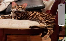 Toyger cats for sale: STUNNING TICA REG, PEDIGREE TOYGER CUBS - Image 22