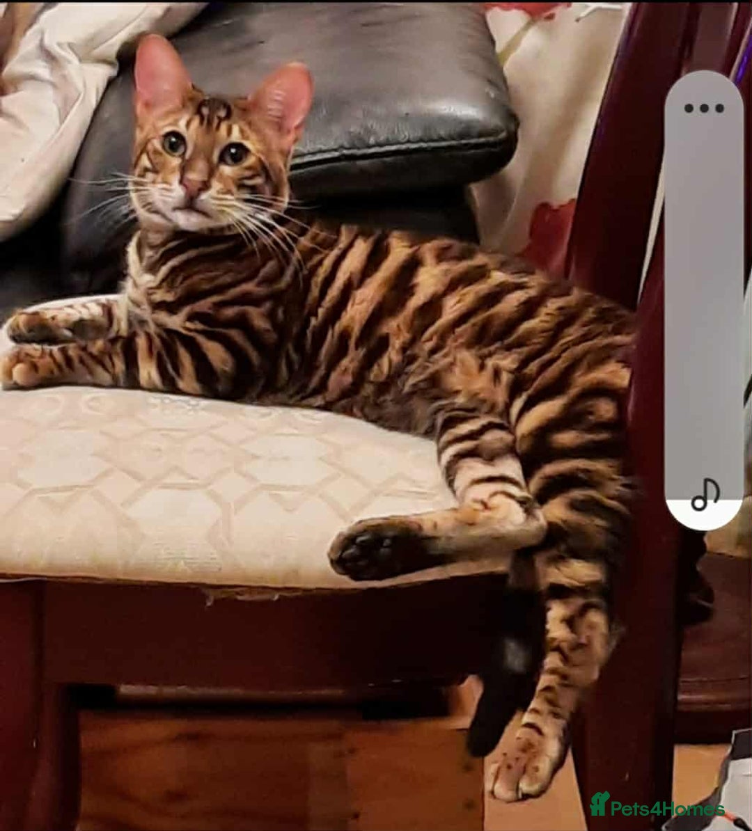 Toyger cats for sale: STUNNING TICA REG, PEDIGREE TOYGER CUBS - Image 22
