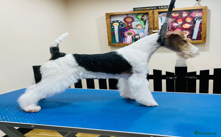Fox Terrier dogs - Advert 1