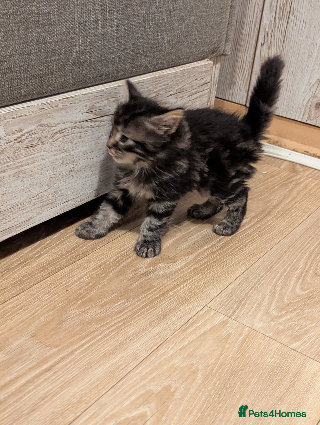 Bombay cats for sale: Beautiful kittens perfect for  **   ** s  - Advert 18