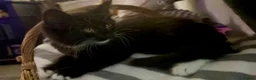 Mixed Breed cats for sale: Beautiful fluffy friendly babies - Advert 24
