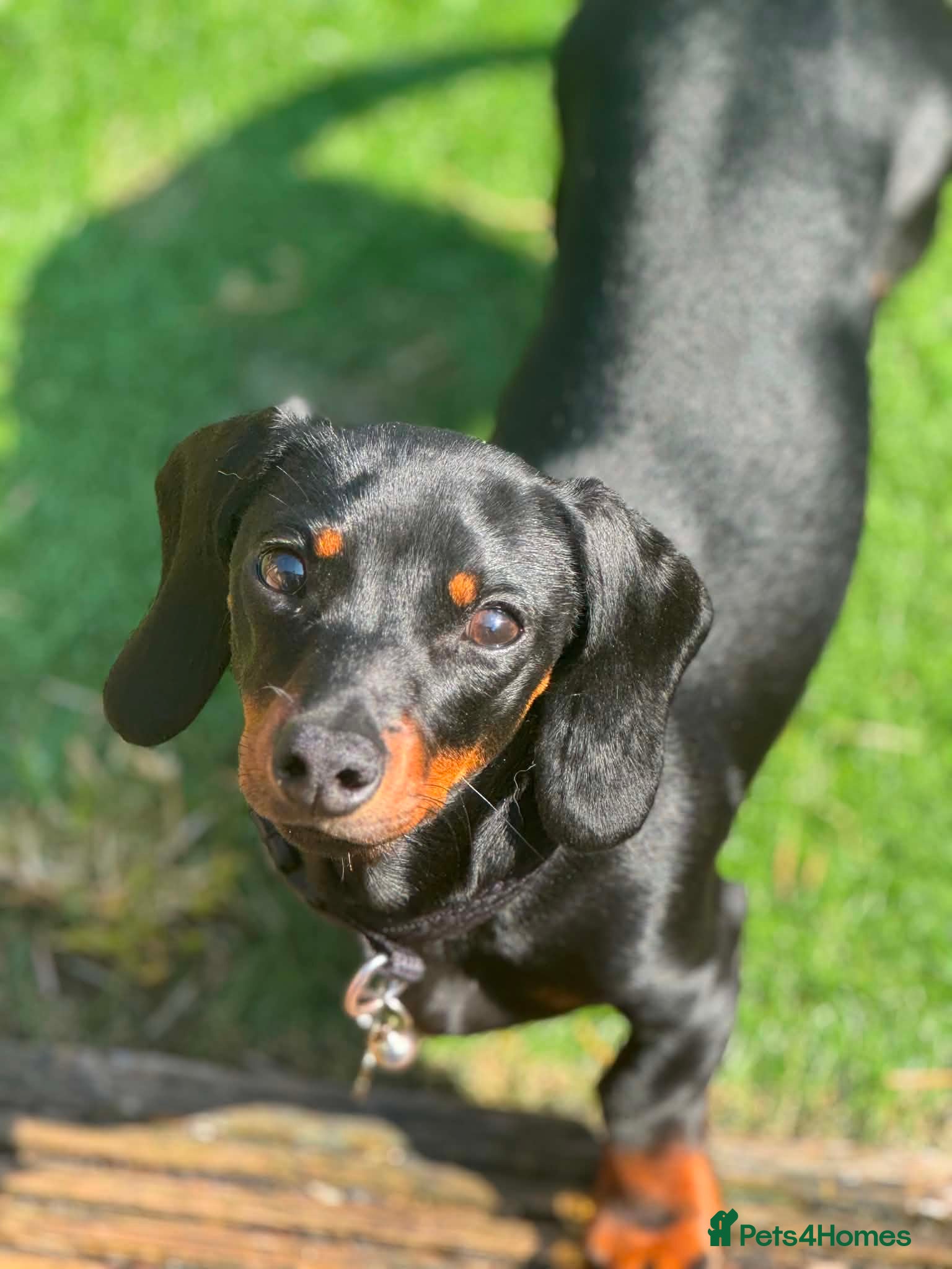 Miniature Dachshund dogs FOR STUD - Advert 1