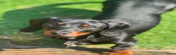 Miniature Dachshund dogs for stud: FOR STUD in Reading - Advert 1