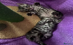 Bengal cats for sale: Stunning Silver Bengal Kittens 😻 - Image 25