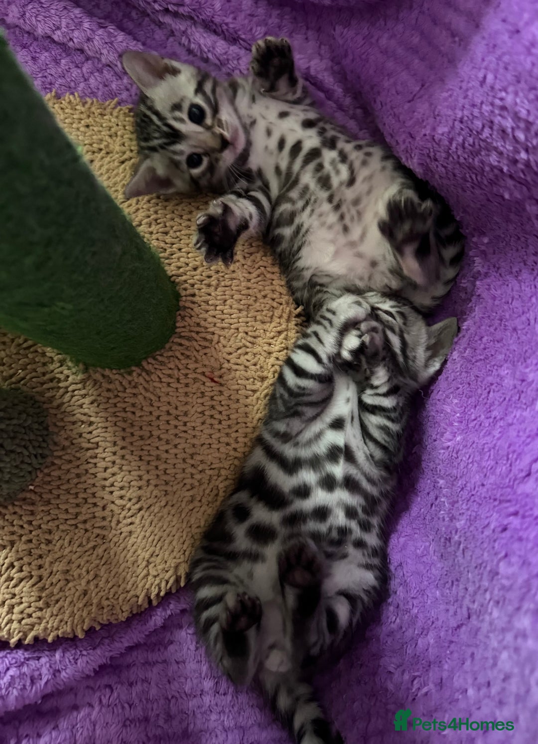 Bengal cats for sale: Stunning Silver Bengal Kittens 😻 - Image 25