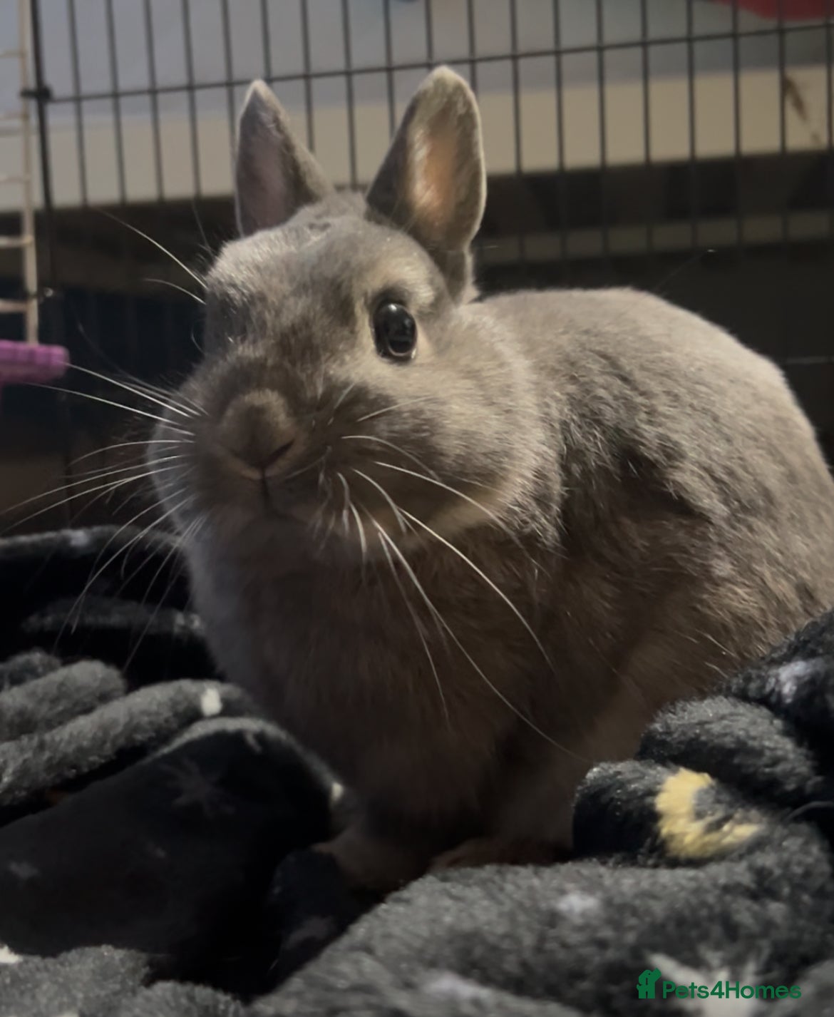 Netherland Dwarf rabbits Dwarf rabbit for sale  - Advert 1