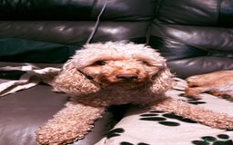 Miniature Poodle dogs for sale: Miniature poodles - Image 2