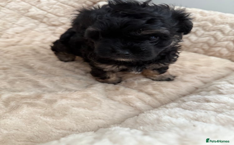 Maltipoo dogs - Advert 10