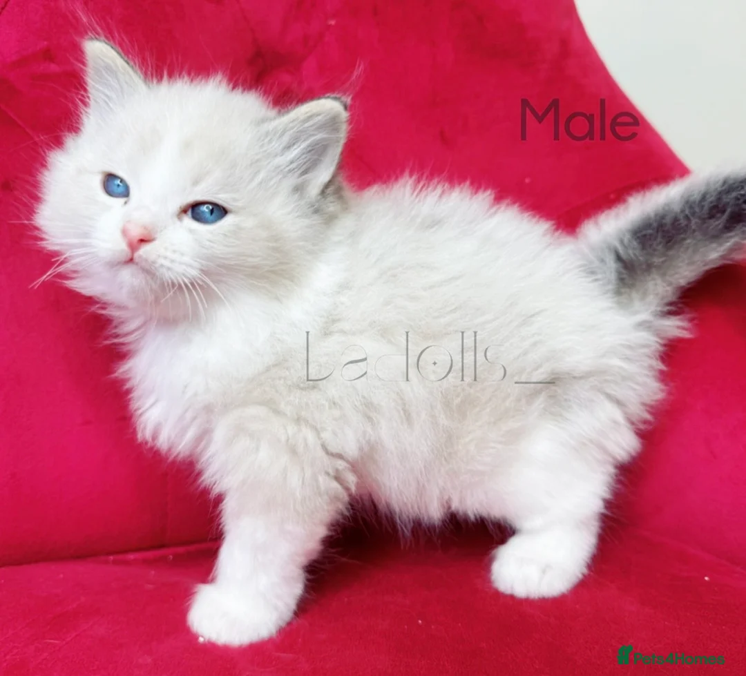 Ragdoll cats for sale: ✨Ragdoll Kittens Raised With Love xx  - Advert 1