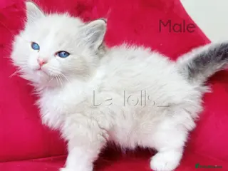 Ragdoll cats ✨Ragdoll Kittens Raised With Love xx - Advert 4