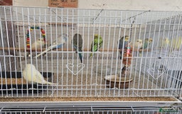 Budgerigars birds for sale: Adult ans baby budgies  - Advert 2