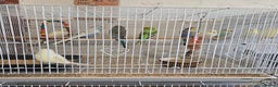 Budgerigars birds for sale: Adult and baby budgies  - Advert 2