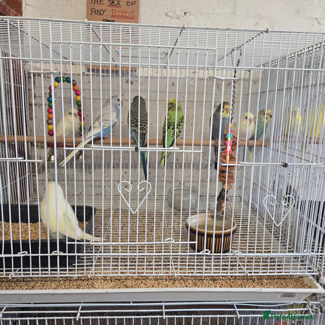 Budgerigars birds for sale: Adult ans baby budgies  - Advert 2