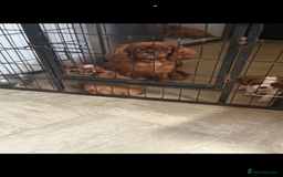 Cavalier King Charles Spaniel dogs for sale: DNA clear cavalier puppies ready now  - Image 1