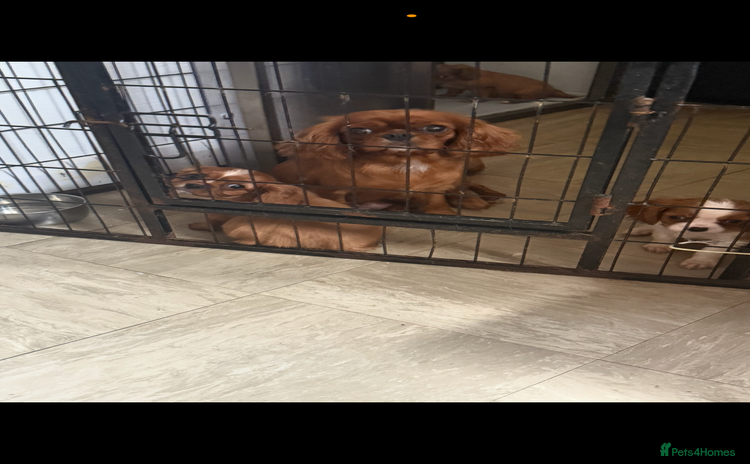 Cavalier King Charles Spaniel dogs - Advert 4