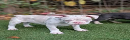 French Bulldog dogs for sale: ​🐾 Exceptional 12-Week-Old French Bulldog Boys!🐾 - Advert 2