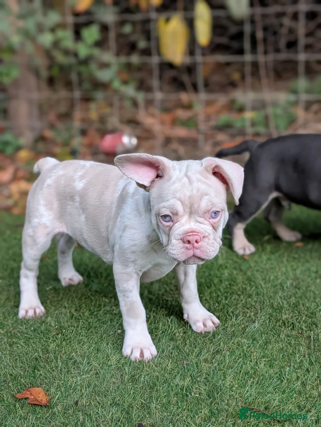 French Bulldog dogs for sale: ​🐾 Exceptional 12-Week-Old French Bulldog Boys!🐾 - Advert 2