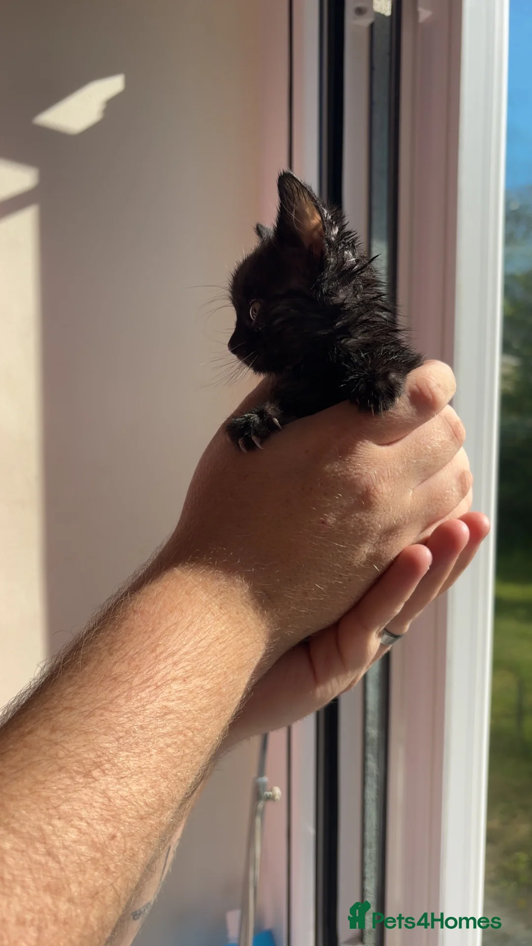 Bengal cats for sale: Baby bengal cross kittens READY TO LEAVE NOW - Advert 2