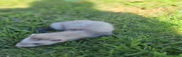 Ferret rodents for sale: Friendly ferrets for sale - Advert 4