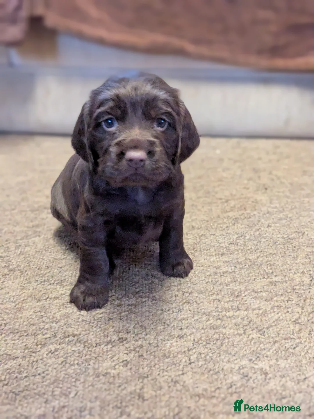 Cocker Spaniel dogs for sale: Cocker spaniels  - Advert 5