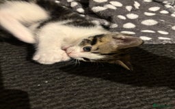 Domestic Shorthair cats for sale: 4 domestic shorthair kittens - Image 5