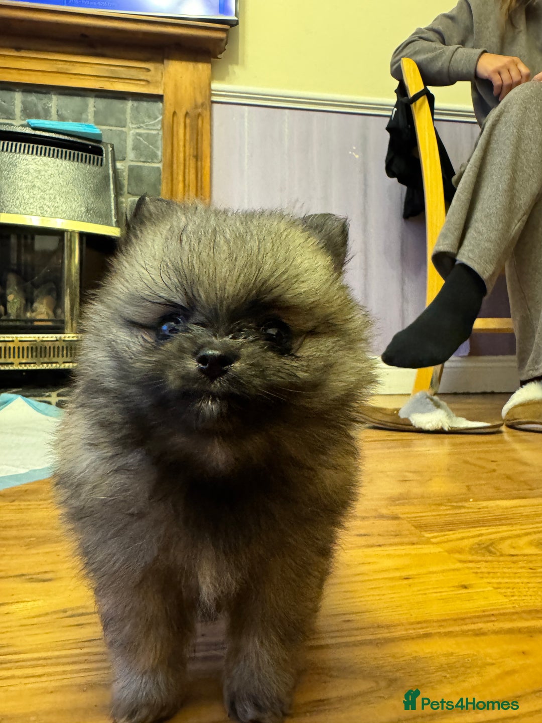 Pomeranian dogs for sale: ❤️Beautiful Pomeranian puppies❤️ - Advert 26