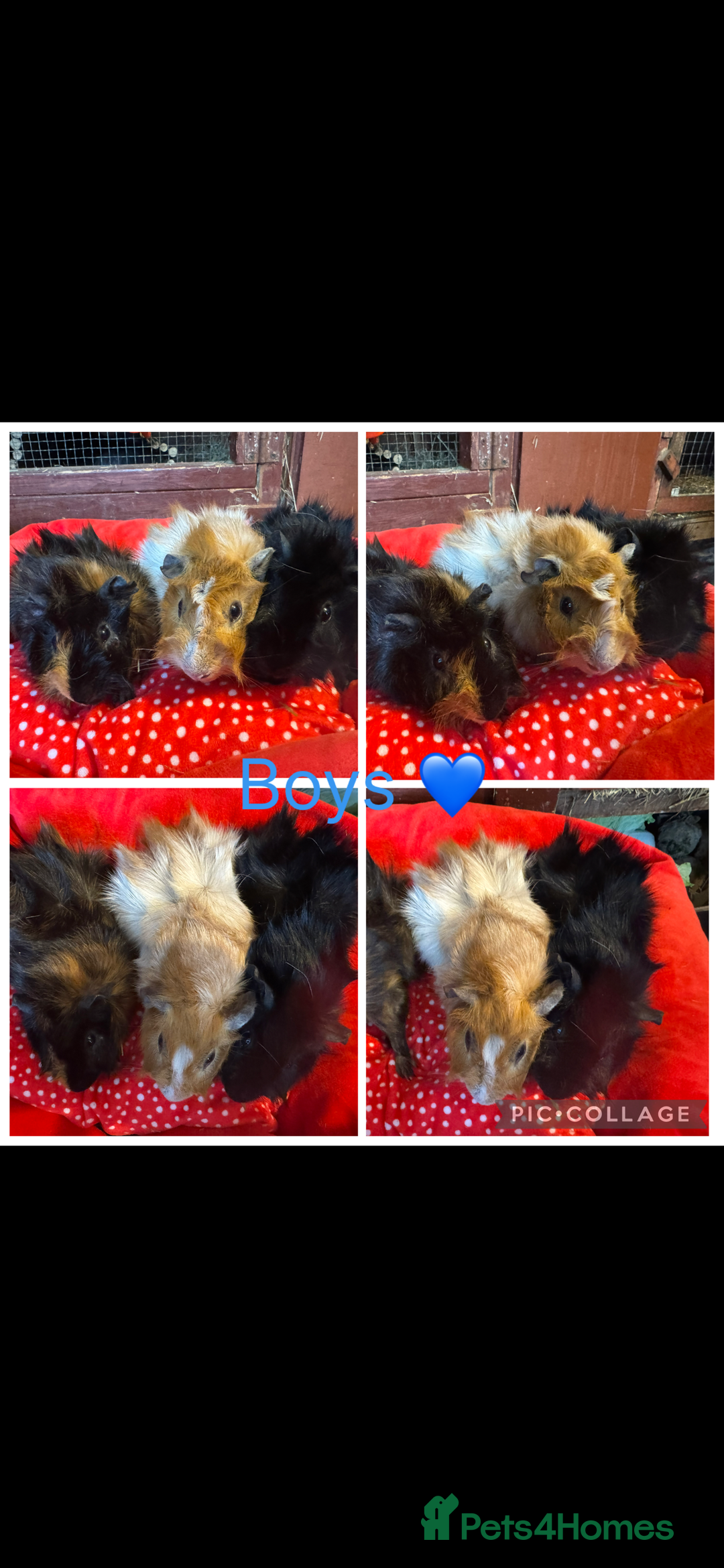 Guinea Pig rodents for sale: Female & Male Guinea pigs 👀 for new laps 🥰 - Advert 21