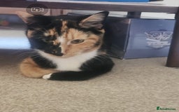 Mixed Breed cats for sale: Free to re home - Image 7