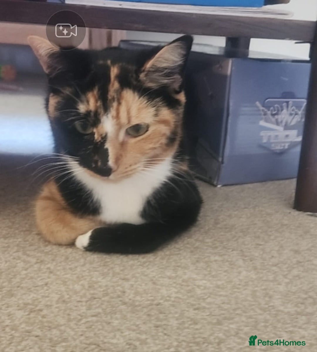 Mixed Breed cats for sale: Free to re home - Image 7