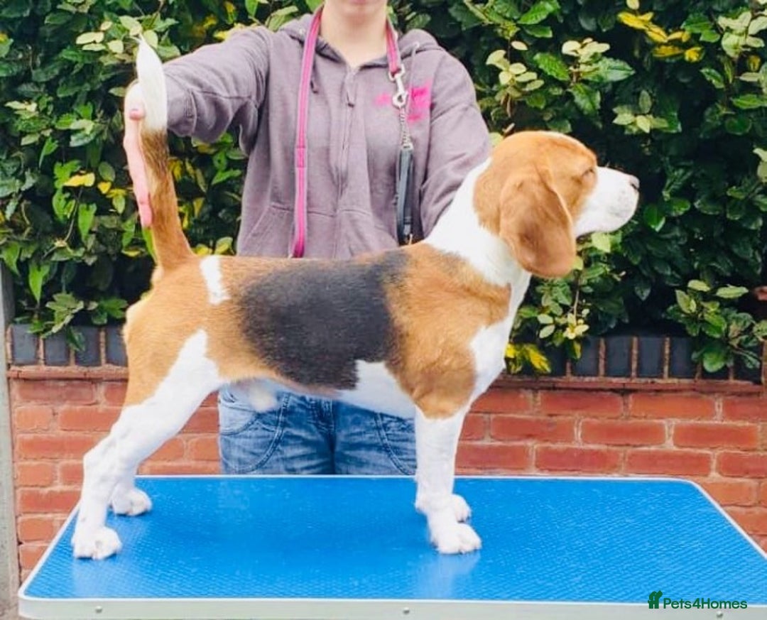 Beagle dogs for stud: TOP PRODUCING STUD CRUFTS QUALIFIED, CHAMPION BRED in Birmingham - Image 7