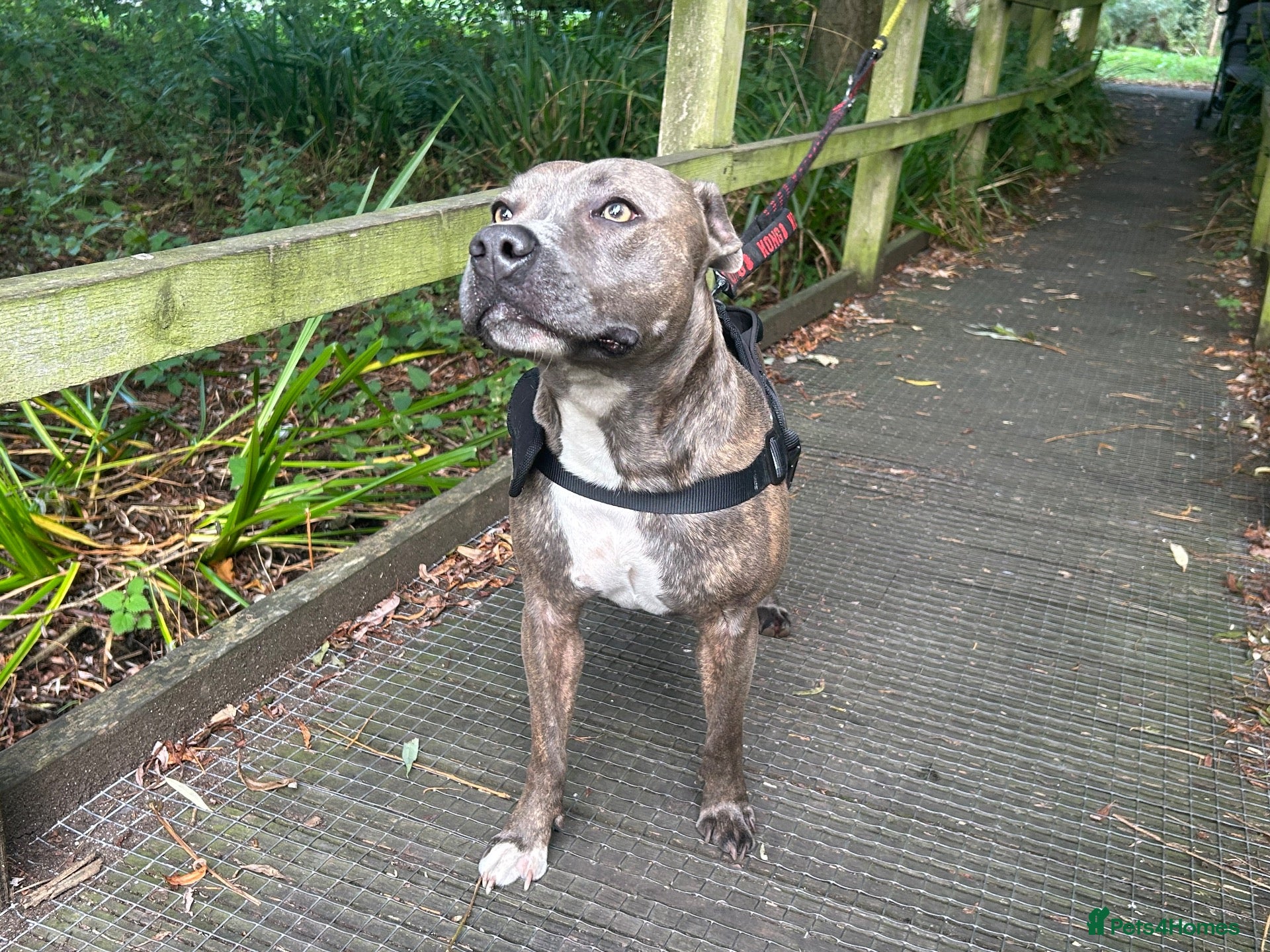 Staffordshire Bull Terrier dogs Vinny - Advert 6